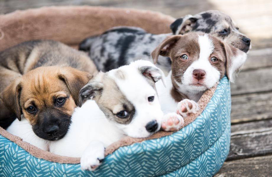 Veterinarian in Somerset KY Animal Care Center of Somerset